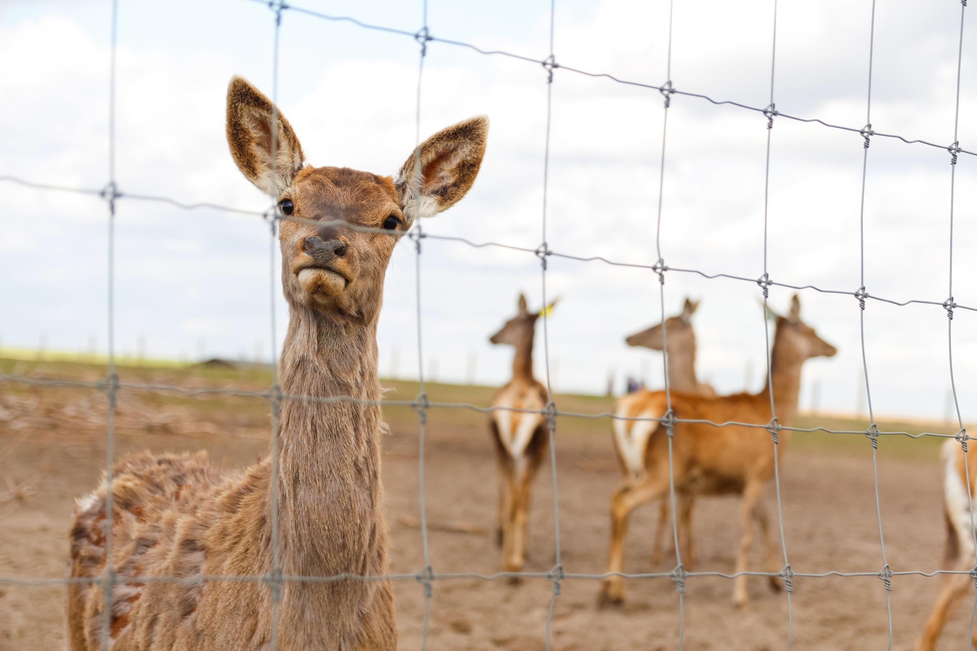 roe deer standing in a field. deer in a glade near the forest on a sunny day. Herd of deer on a New